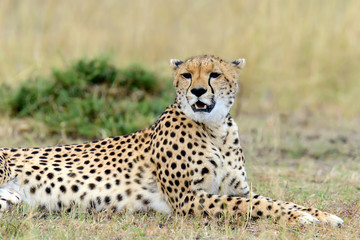Fototapety  Gepard. Afryka, Kenia