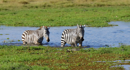 Obraz na płótnie Canvas Zebra in National park of Kenya