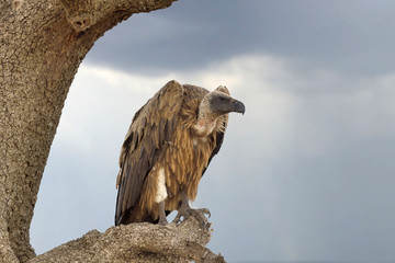 Vulture on tree. National Park of Kenya