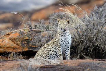 Wandcirkels plexiglas Leopard in National park of Kenya, Africa © byrdyak