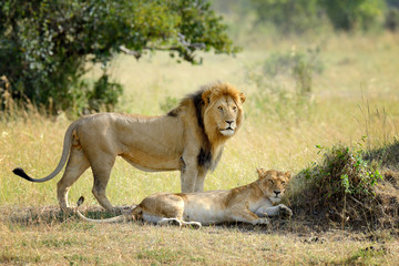 Lion in National park of Kenya, Africa