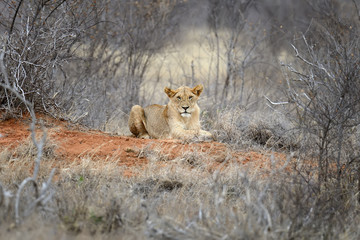 Obraz na płótnie Canvas Lion in National park of Kenya, Africa