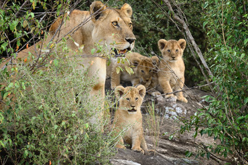 Lion in National park of Kenya, Africa