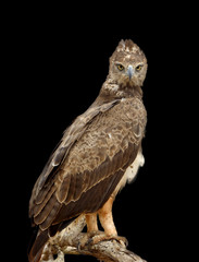 Tawny eagle on dark background