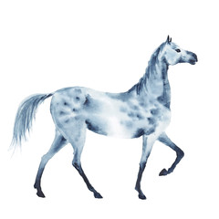 Watercolor dapple grey horse. Beautiful hand drawing illustration on white.