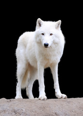 White wolf on dark background