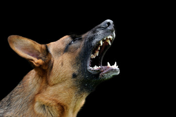 Angry dog on dark background