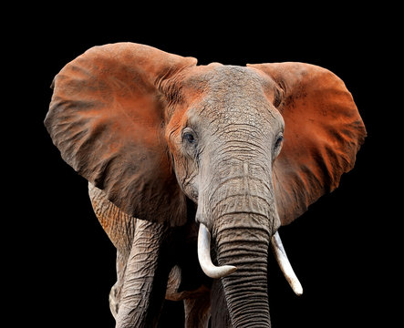 Elephant on dark background