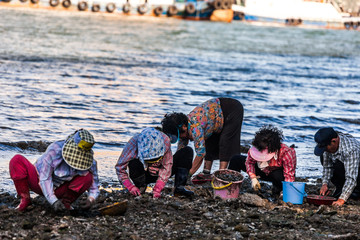 Muschelsammlerk&uuml;ste