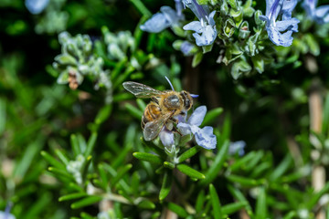 Bee on blue flowers background