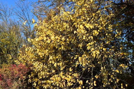 Wild apricot with the turned yellow leaves