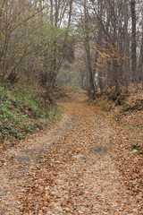 Fototapeta premium Autumn road