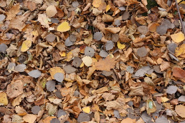 autumn leaves