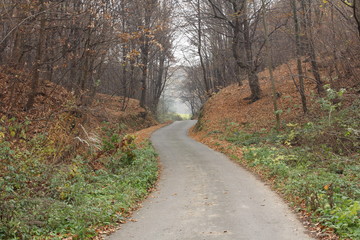 Autumn road