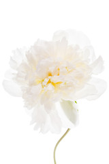 peony on the white