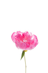 Obraz premium peony on the white