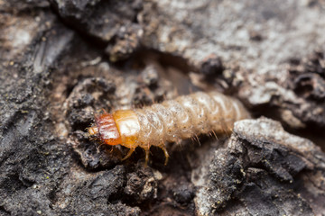 Acmaeops pratensis larva on wood