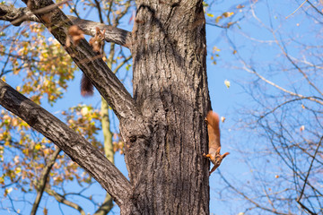 Squirrels on the tree