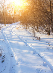 Winter landscape of frosty trees