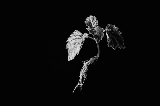 young patchouli plant suspended in monotone