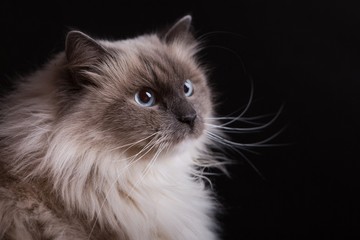 Beautiful Neva Masquerade cat portrait - 95510506
