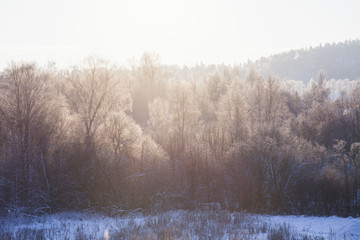 Trees illuminated by morning sun at winter