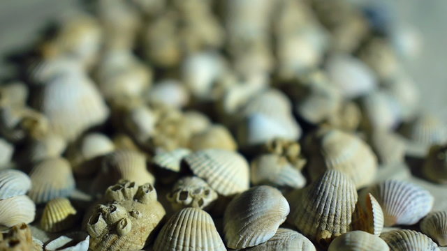 Little, beautiful sea shells with sand and back light, rotation, on black background