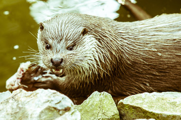 Mink