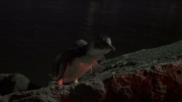 Little penguins returning from sea to the nesting area at night, shot in extreme low light, illuminated with red light so as not to disturb the penguins