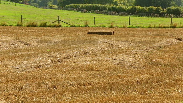 Freshly harvested crops leaving the straw behind ready for baling