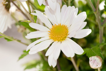 Fototapeta premium white Daisy close up
