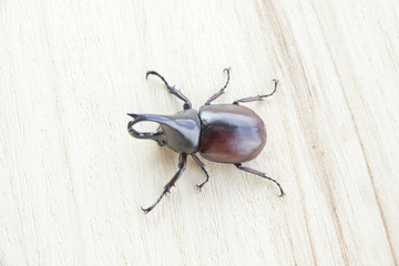 Stock Photo:.Dynastinae hold on wood background