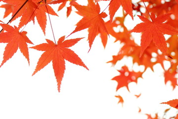 カエデの紅葉