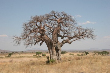 Fototapeta na wymiar Baobab Tree, Tanzania, Africa, July 2008