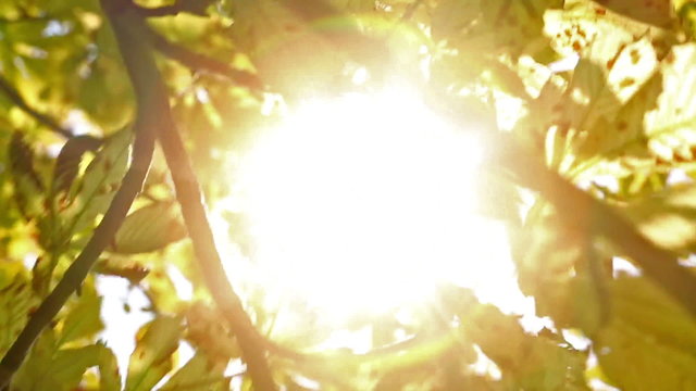 Detail view of branches flowing in the wind of a Horse Chestnut tree in Summer with sunlight filtering through the leaves