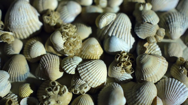 Little, beautiful sea shells with sand and back light, rotation, on black background
