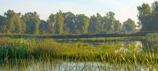 Shore of a lake under a hazy sky in autumn