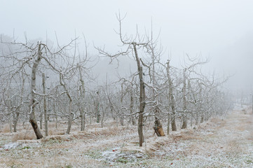 冬のリンゴ畑　霧の果樹園 © blew_f