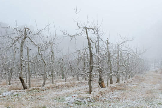 冬のリンゴ畑　霧の果樹園