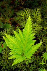 Green fern leaves