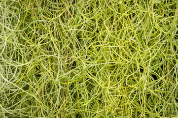 spanish moss background.