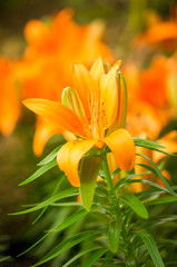 Fototapeta premium Lillies in garden.