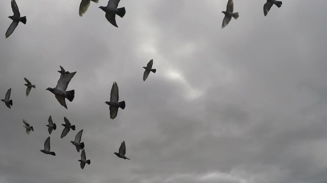 palomas volar / cielo nublado