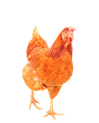full body of brown chicken hen standing isolated white backgroun