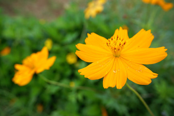 Yellow marigold with yellow pollen