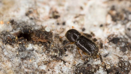 Ambrosia beetle, Xyleborus cryptographus on aspen wood