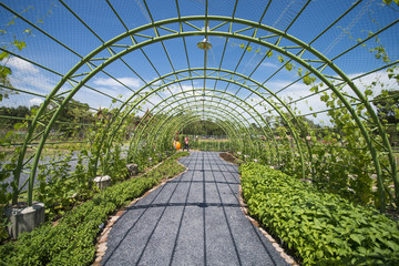 Fototapeta premium vegetable kiosks in the garden