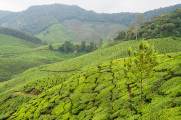 Tea plantations munnar india