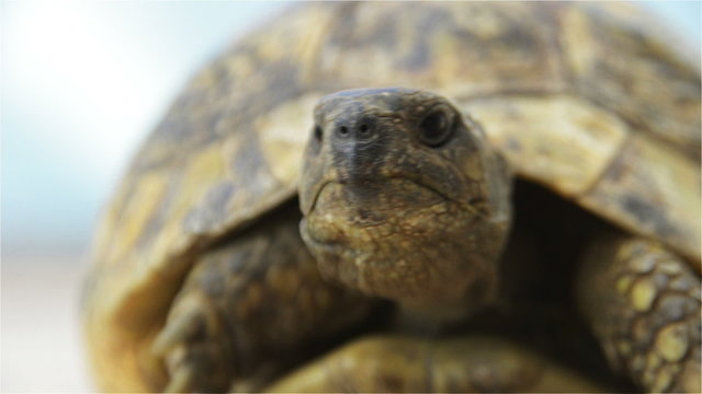 Turtle Front from Low angle. Macro Shot of Forest Turtle Front.