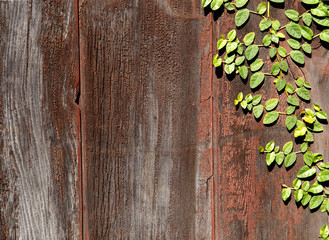 Rustic Fence with Vine